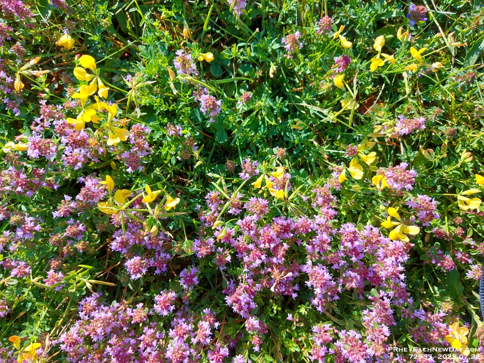 72935Le - Thyme and Trefoil